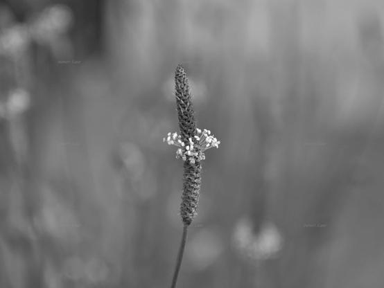 Flower, closeup, black and white, photo