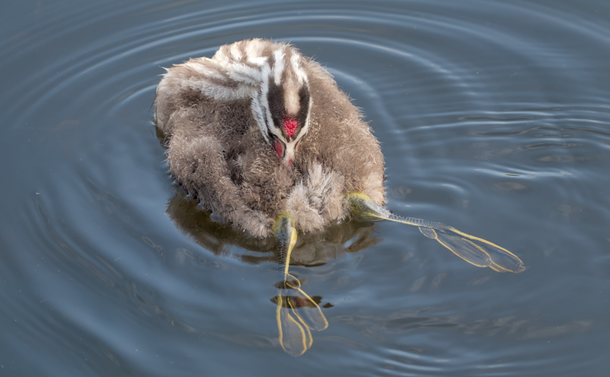 Un grèbe huppé juvénile (oiseau aquatique avec un corps gris et duveteux et un cou et une tête blanche zébrée de noir et tachée de rouge). Il flotte dans l'eau, la tête retournée pour se nettoyer. Ses pattes apparaissent dans l'eau transparente et on peut remarquer ses doigts palmés.