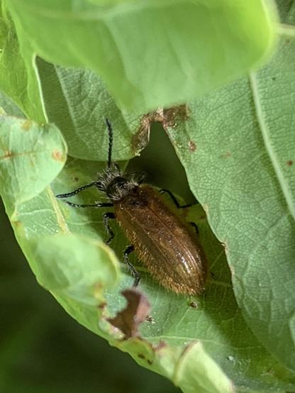 Ein kleiner brauner und auf dem Chitinpanzer behaarter Käfer sitzt auf einem Eichenblatt. Beine, Füße, Fühler und Kopf sind schwarz. Haare sind auch auf dem Halsschild und Kopf des Käfers.

A small brown beetle with hairs on its chitinous shell is sitting on an oak leaf. Legs, feet, antennae and head are black. There are also hairs on the neck shield and head of the beetle