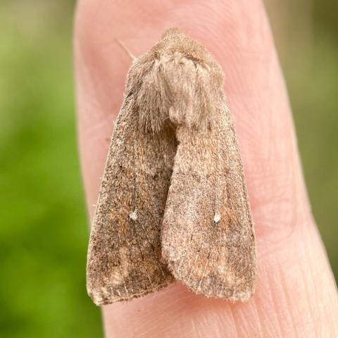 Overhead shot of a 1.5cm arrowhead shaped moth on a finger.  It is sandy or gingery brown with a pentagon of fur on the top of its head. It has two small white dots, one in the middle of each wing, hence its name, White Point