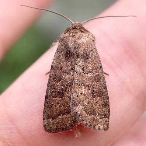 A 1.5cm arrowhead shaped moth on a finger.  It is rather plain looking, mid-brown with a pentagon of fur atop its head.  It has two stigmata on each wing, one round, one reniform. It has two wiry antennae pointing left and right.