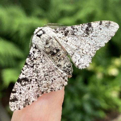 A large 2.5cm moth on a finger.  It is a wide triangle shape.  It is grey-white but peppered all over with black as if sieved with coal dust or black pepper. It has two feathery antennae