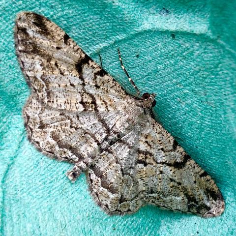 A flat 2.5cm moth on a grey egg box.  It is butterfly shaped and streaky in appearance.  It is grey-brown with a dark brown u-shaped band running from top wing edge to the other side. It has other random dark brown markings and streaks over its wings.