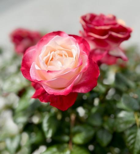 #Flowers #MotherNature #BloomScrolling #Roses