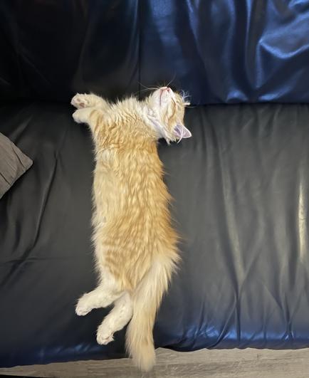 A very small, young Gus stretched out in a usual pose that fits on the depth of the couch. These days he fits lengthwise.