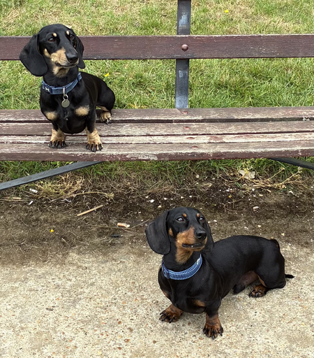 Miniature Dachshund Max on a park bench, with Milo stood in front