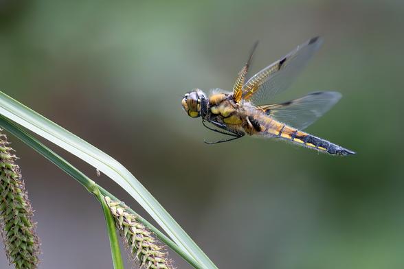 Vierfleck Libelle bei der Landung auf einem Grashalm