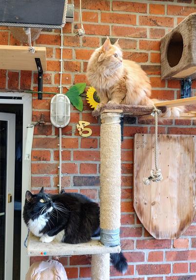 Two cats were looking synchronus focused to a flying bee