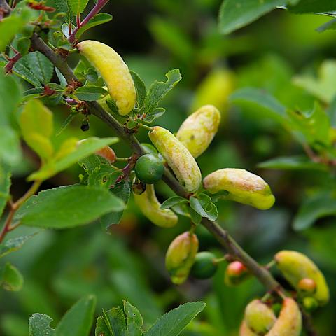 A thin branch crosses the picture from top-left to botton-right. A lime-green fruit in in the centre, and the branch has a number of narrow leaves, but the most noticeable feature in several larger fruit-like objects. These are yellowish and banana-shaped, with a diameter similar to the green fruit.
