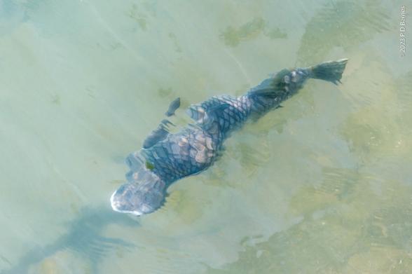 A diamond-patterned mullet is swimming just underneath the surface of the water, its very ordered and symmetrical shape and pattern broken haphazardly by gentle ripples on the surface, a tension between order and chaos. A very minimalist nature image.