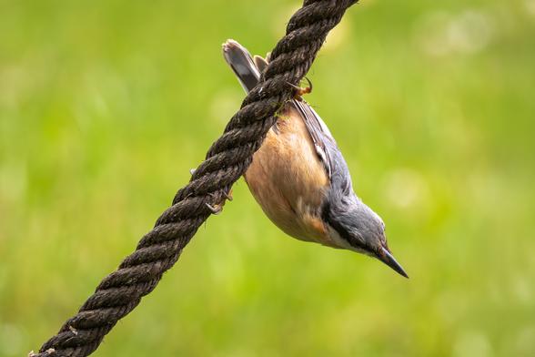 Das Bild zeigt einen Kleiber, der kopfüber an einem dicken Seil hängt.


Das Bild zeigt einen Kleiber, der kopfüber an einem dicken, dunkelbraunen Seil hängt. Der Vogel ist hauptsächlich ockerfarben am Bauch und bräunlich-grau am Rücken und Kopf. Seine kleinen Beine umklammern das Seil fest. Der Hintergrund ist unscharf, aber man erkennt ein hellgrünes, leicht verschwommenes Feld oder Wiese. Die Stimmung des Bildes ist ruhig und friedlich; der Fokus liegt auf dem detaillierten Vogel und seiner natürlichen Pose.  Das Bild wirkt insgesamt natürlich und ungestellt. Der Kontrast zwischen dem dunkelbraunen Seil und dem ockerfarbenen Vogel ist deutlich.