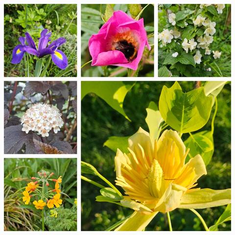 Top left: an interesting weed appeared in my white flower bed, a dark blue Iris with yellow markings.
Top middle: Rosa nitida, small pink single flower with a busy bumblebee. 
Top right: Philadelphus 'Illuminati Tower', very fragrant white flowers. 
Middle left: cluster of small, off white flowers over dark red leaves of Physocarpos 'Diabolo'.
Bottom left: orange flowers of Primula bulleyana, the second layer at the stem is already growing. 
Bottom right: light yellow and lime green tulip shaped flower of Liriodendron tulipifera 'Variegata'.