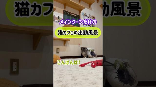 メインクーンだけの【猫カフェの出勤風景】#cat #cooncat #mainecat #もふもふ