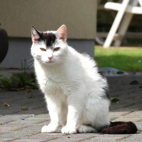 Überwiegend weiße Katze, mit paar dunklen Flecken und Schwanz.
Sitzt in einer Einfahrt und guckt grimmig