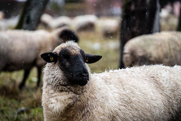 A close-up of a sheep with a dark face and yellow ear tag, standing in light snowfall. Its fleece is slightly wet, and other sheep are softly blurred in the background.