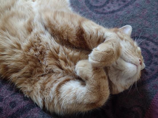 We see the upper third or so of Red cat Don while he is relaxing on his back. He has his front paws cutely curled up.