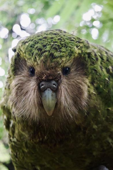 From New Zealand, meet Sirocco Kākāpō, a large, heavy-bodied, ground-dwelling, flightless parrot.  Mostly green, he has close-set black eyes, heavy brown "mutton chops," and looks like a little old man.  Here, he faces forward with a quizzical expression.

The Kākāpō is critically endangered, with the small population monitored carefully.

Photographer - Maddy Whittaker