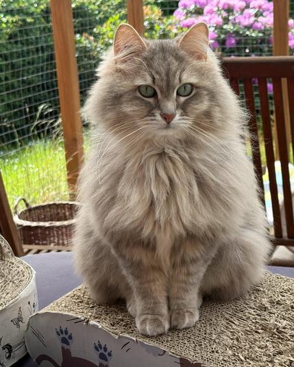 Closeup of a grey Siberian cat sitting on a cardboard scratching pad with a catio fence and hedges, grass and a blooming rhododendron outside. He is sitting upright, looking almost directly into the camera. There is still a lot of chest floof left.