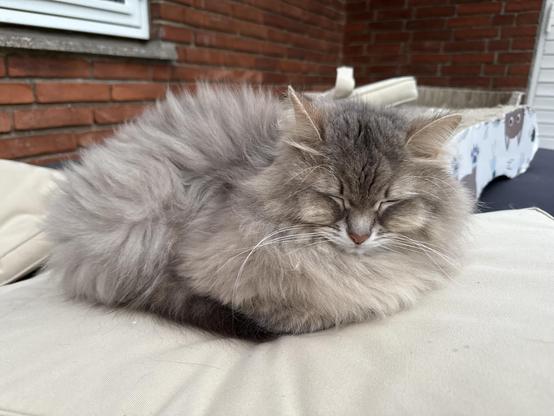 Closeup of a grey Siberian cat lying in loaf pose on a beige cushion with a red brick wall in the background. He is very relaxed, eyes closed, probably sleeping. He is still quite fluffy despite the summer approaching.