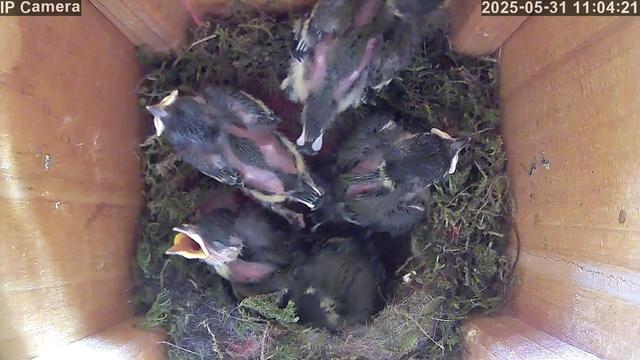 Five nearly feathered nestlings are huddled together in a wooden birdhouse nest, visibly larger than in previous days. One has its beak open, while the others face different directions, surrounded by moss and nesting material.