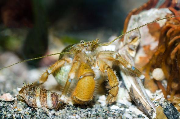 Two hermit crabs. The large one faces us, eyes forward, dotted-line antennae spread wide. All four walking legs and the two chelipeds are visible here. The legs are orange and greenish brown, and have white and blue patches. The large cheliped is a bright orange. The smaller cheliped, in focus, shows the many sensitive hairs along its full length. Between the two chelipeds are the third pair of maxillipeds (mouth parts). The second hermit, the same species but much smaller, faces away from us; look for the two black eyes on their stalks above the mouth of the brown and white mudsnail shell.
On the right there's an old abalone shell and part of a brown kelp holdfast.
