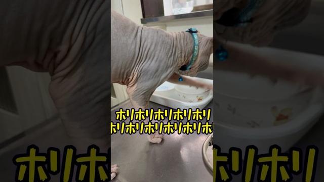 ばあーちゃんも知らないスフィンクス猫のほりほり⁉️#shorts #cat #猫 #猫のいる暮らし #sphynx