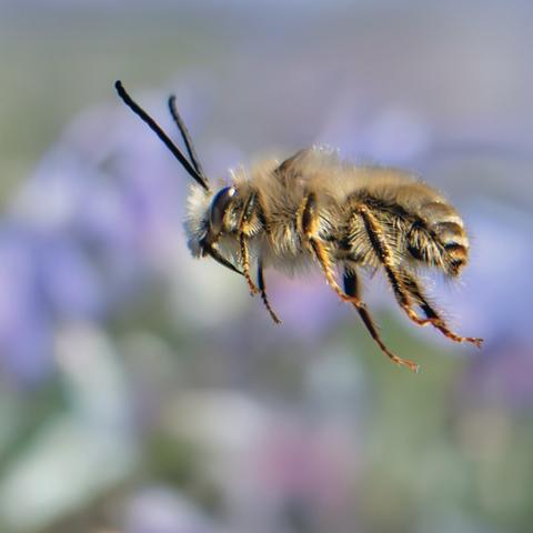 𝗣𝗶𝗰𝘁𝘂𝗿𝗲 𝗗𝗲𝘀𝗰𝗿𝗶𝗽𝘁𝗶𝗼𝗻 (𝗘𝗻𝗴): A picture of a wild long-horned bee of the Eucera genus flying. The wings are not visible because they move faster than the camera shutter, but we can clearly see the bee hovering in the air while the purple flowers of a rosemary plant can be seen blurred in the background.

𝗗𝗲𝘀𝗰𝗿𝗶𝗽𝗰𝗶𝗼́𝗻 (𝗘𝘀𝗽): Imagen de una abeja silvestre del género Eucera volando. No se aprecian las alas debido a que se mueven más rápido que la obturación de la cámara, pero sí vemos claramente a la abeja suspendida en el aire mientras en el fondo se adivinan borrosas las flores moradas de una planta de romero.