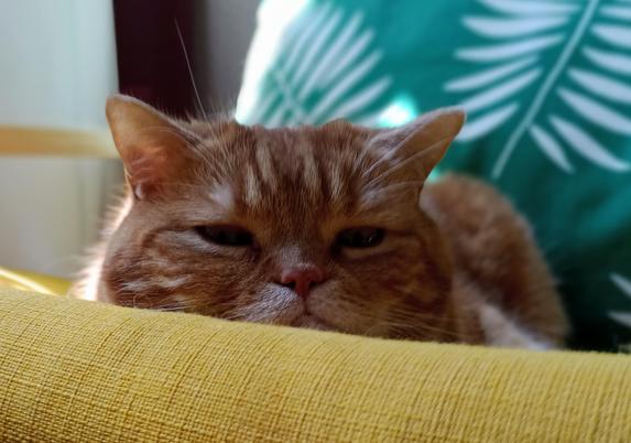 red cat flat on a yellow chair