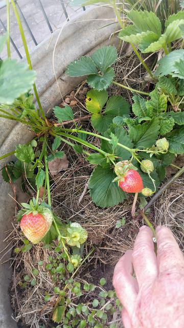 Die Erdbeeren 🍓 sind dieses Jahr so groß wie noch nie!
