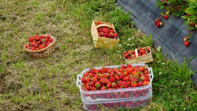 Selbe Obstsammlung