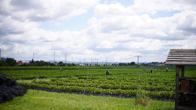 Blick über die Obstplantage