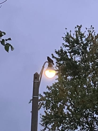 A crow perched on a light standard beside a tree with blue grey sky behind