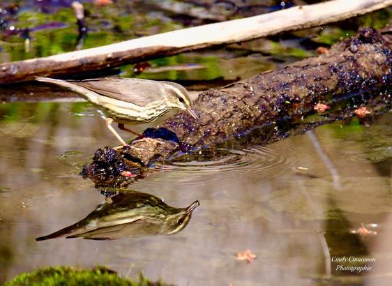 Paruline des Ruisseaux et son reflet dans l’eau. Photographie par Cindy Cinnamon