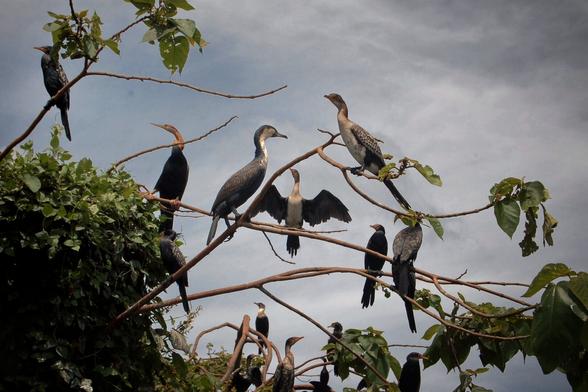 A wide shot of numerous cormorants perched on the bare branches of a large tree against a cloudy, light grey sky. Some cormorants are facing left, some right, and one in the centre has its wings outstretched. The tree's leafy sections are visible on the left and bottom right. The overall mood is calm and natural.