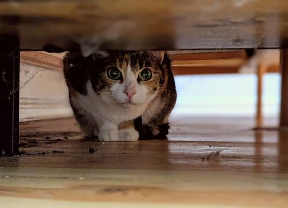 Cat crouching under a shelf, looking out.