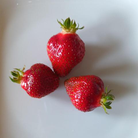 3 strawberries on a white plate