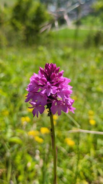 Pyramiden-Knabenkraut