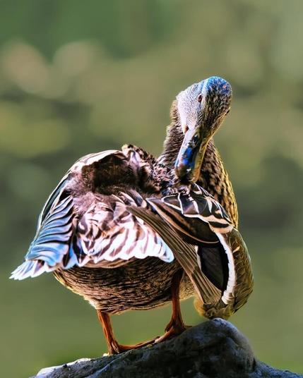 𝗣𝗶𝗰𝘁𝘂𝗿𝗲 𝗗𝗲𝘀𝗰𝗿𝗶𝗽𝘁𝗶𝗼𝗻 (𝗘𝗻𝗴): A female mallard on a rock in the shade preens her feathers with her beak. We can't see the water, but we can see the reflections on her body, creating a colorful light.

𝗗𝗲𝘀𝗰𝗿𝗶𝗽𝗰𝗶𝗼́𝗻 (𝗘𝘀𝗽): Una hembra de ánade real sobre una roca, a la sombra, se acicala las plumas con el pico. No vemos el agua, pero sí los reflejos que dan en su cuerpo, consiguiendo una iluminación colorida.