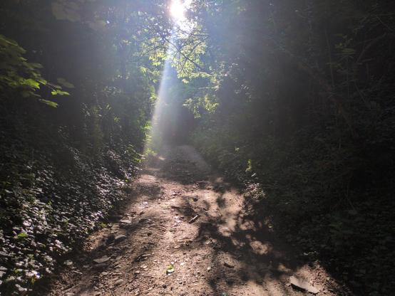 Wooded environment, presence of trees and soil, with a ray of sunshine and bright spots