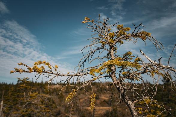 A small, nearly barren pine tree leaning left on the right side of the image has one longer branch that extends to the left side. The angle looks slightly up, and the sky is a spectrum of blue with wispy clouds that seem to mimic the shape of the tree.