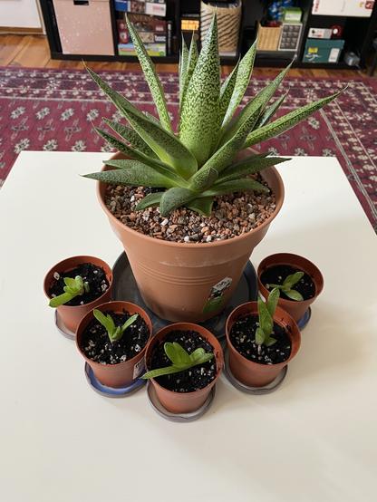 An arrangement of potted plants on a white table. The centerpiece is a large green aloe plant with pointed leaves, surrounded by five smaller pots containing young green plants. The background features a patterned rug and shelves with various items.