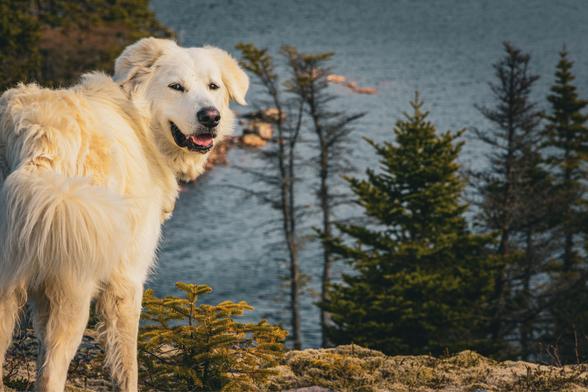 Lyra, a big white dog, on the left smiling back at the camera as the view overlooks a lake and trees from high up.