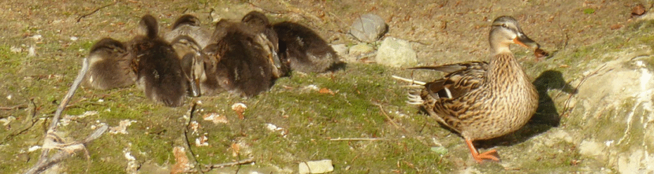 A mother duck stands besides a large group of duckies, huddled together in the morning sun