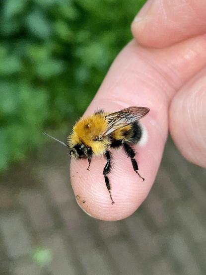 Tree Bumblebee on my finger