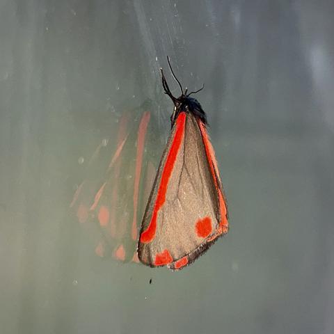 Cinnabar Moth