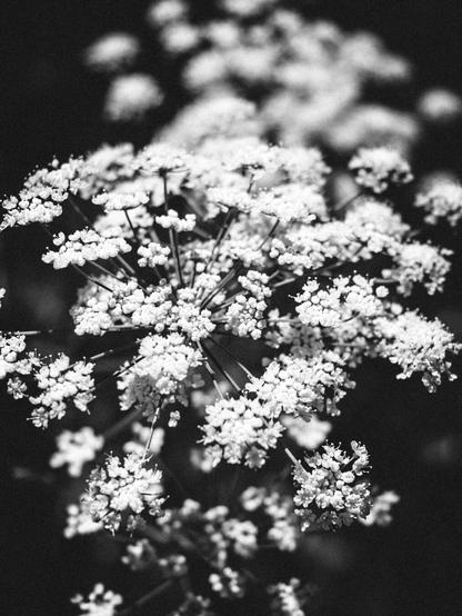 Close-up black and white photo of delicate, umbrella-shaped clusters of small flowers, possibly Queen Anne’s lace, with soft focus creating a dreamy, textured background. The light and shadow play enhances the fine structure of the blossoms.