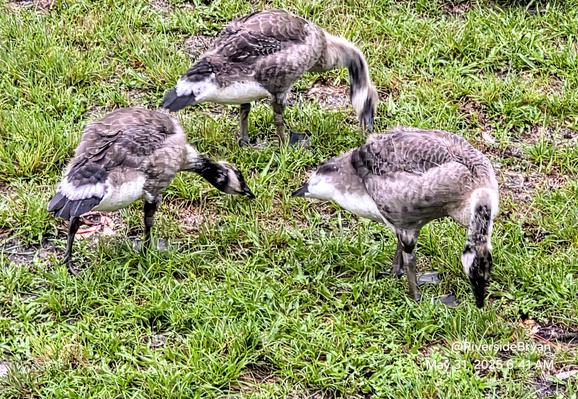 The mated Canada Goose pair who set up house in my backyard, near the neighborhood pond raising another group of goslings this year. 
Unlike most Canada Geese, this couple is  not aggressive, and quite friendly. I off season,  the male often follows me around the yard like a puppy dog. They've always allowed me to approach, and appear to trust me even around their young. Most years the have 4 goslings. Last year none survived (predators I suspect). This year all four are doing well, and quickly getting much larger, shedding their gosling fluff, and showing signs of adult markings, colors, and feathers.  Here three of the youngsters are devouring wet grass from last night's rains. Mama and papa always nearby. I've come to recognize mama and papa, mostly from behavior, but never their offspring. I often wonder if seasonal visitors might be children from previous years, but without tagging i can't tell one from another, aside from mama and papa, who remain nearby.