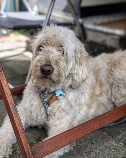 Light brown/white large dog underneath a garden table.