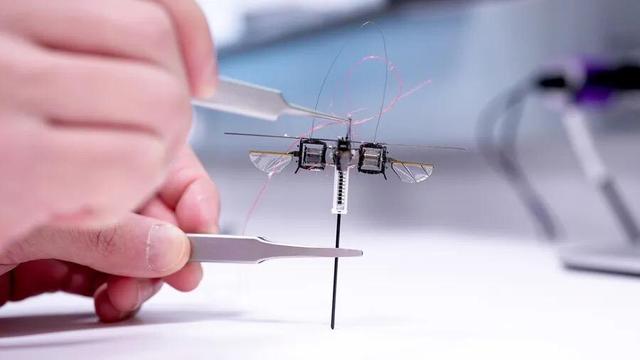 [ImageSource: MIT.edu]

The four wings provide lift, and steer the robot so that its single leg lands precisely.

The wings aren’t for flying in the usual sense. They provide lift, but also help the tiny device steer itself so that its hops land precisely. Earlier incarnations of one-legged hopping robots accomplished this with propellers and electric motors, but traditional motors are a non-starter on a device that weighs less than a paperclip.

Right now, this little winged hopper is not completely self-contained [power and control systems are off-board] but running it as a tethered unit allows researchers to test and evaluate different, minimalistic ways for a machine to move around efficiently. And efficiency is the whole goal of going in this direction.