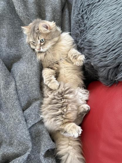 Closeup of a grey Siberian cat lying on his back on a couch on a grey blanket. His paws are curled up, and his fluffy belly is exposed (and it’s not a trap)